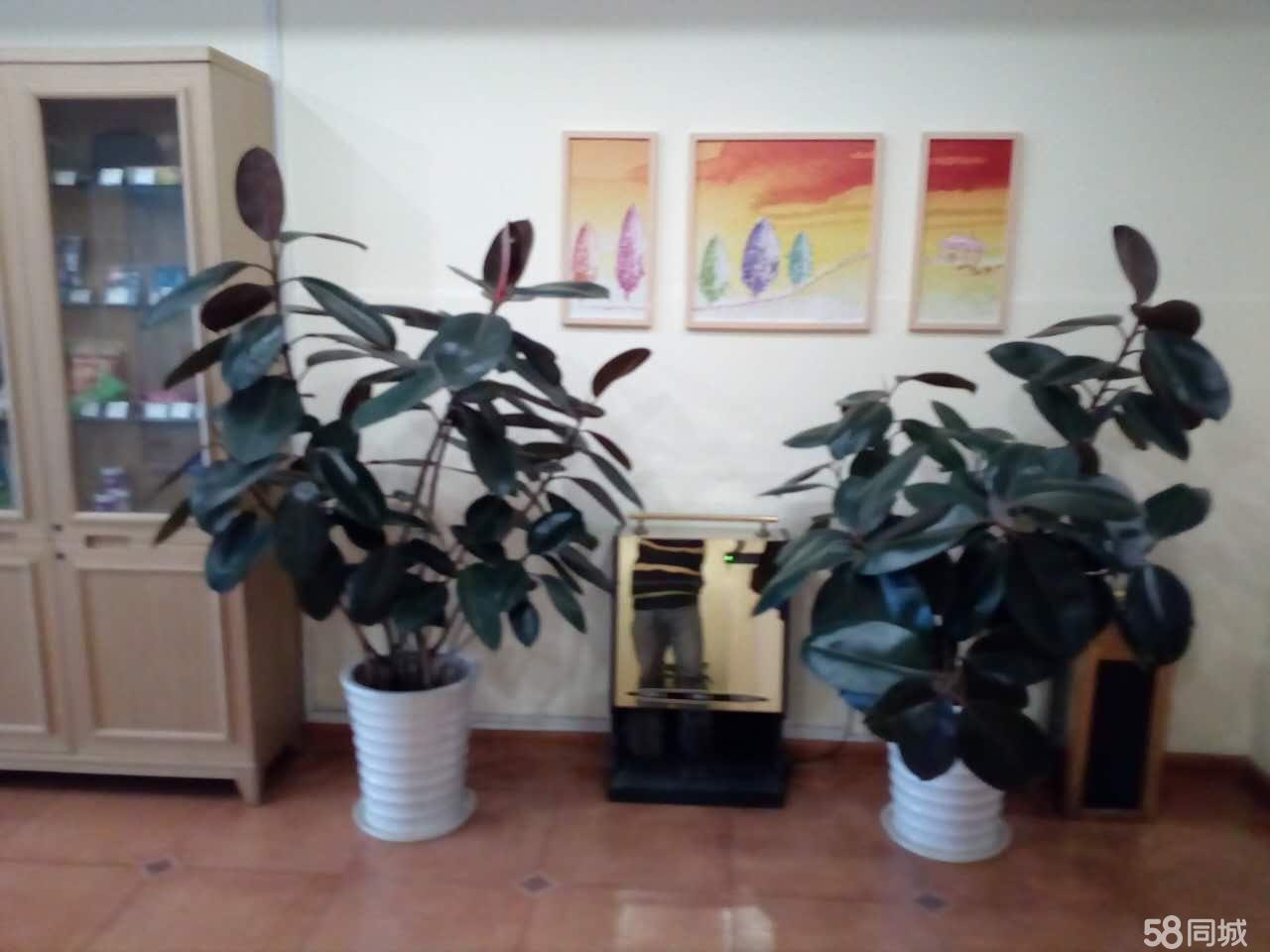 专业绿色植被租摆,室内外花卉养护园林绿化可送货上