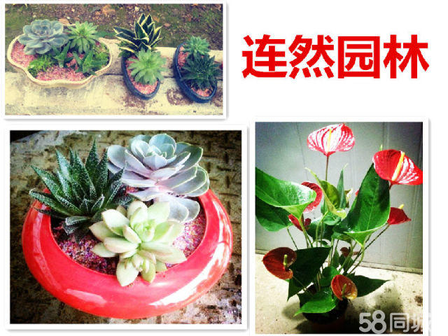 芜湖连然园林花卉租赁 绿植租摆 苗木种植批发零售