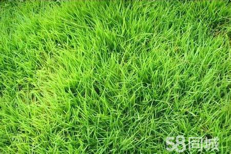 海南绿化优质草皮