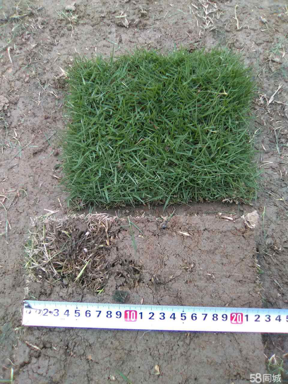 市政园林绿化草皮专业批发苗木种类齐全马尼拉草坪