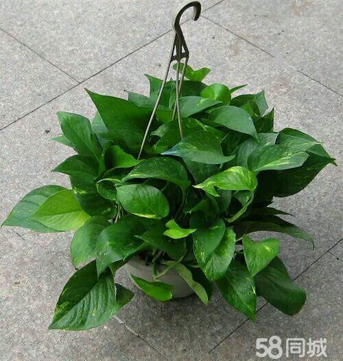 花花生活鲜花多肉微景观萌物店
