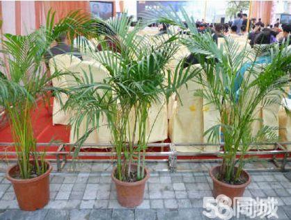 绿植租摆、盆栽出售、活动租赁专业租摆值得信赖