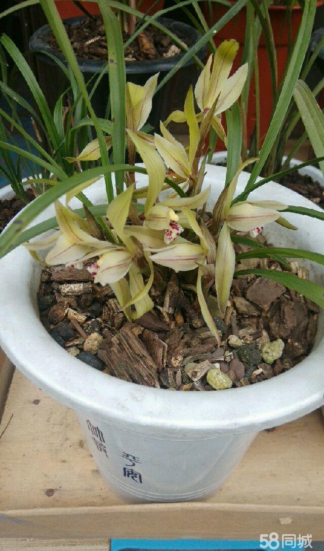 正宗的野生兰草花