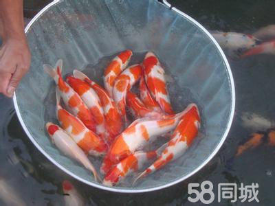 河北【如意鱼苗场】出售各种淡水鱼苗批发锦鲤和红鲫鱼