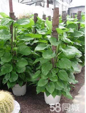 咸阳绿植花卉注册公司,承接大小型绿植销售租摆业务