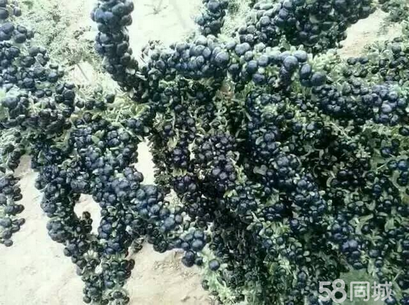 大漠奇珍生物黑枸杞