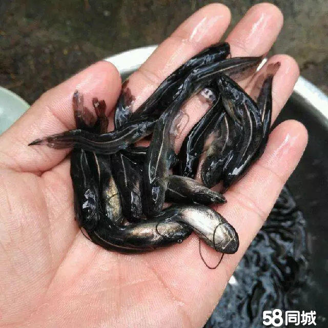 河北【如意鱼苗场】出售各种淡水鱼苗批发锦鲤和红鲫鱼