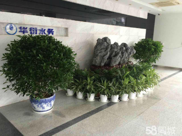 绿兴花圃专业花卉租赁、办公绿植租摆、养护、绿植盆栽