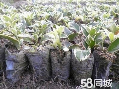 出售批发美植袋植树袋控根器营养杯质量好价格低