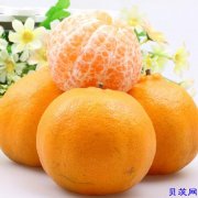 【屏山农特产】屏山富硒椪柑芦柑批发零售 产地直供
