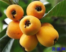 【四川特产】屏山甜大五星枇杷 现摘现发 产地直供