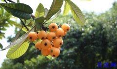 【四川特产】屏山甜大五星枇杷批发零售 新鲜时令水果