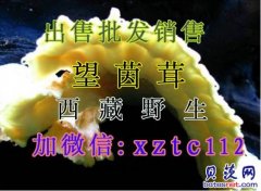 望茵茸批发专卖销售价格别名野生望茵茸