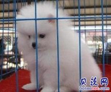 云南昆明官渡区卖狗狗场常年卖纯种博美犬