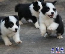 云南昆明官渡区卖狗本地狗场常年卖纯种边牧幼犬
