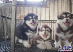 云南保山哪里有狗卖狗场常年卖阿拉斯加雪橇犬