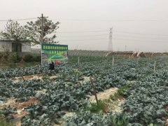 西安欣桥蔬菜配送