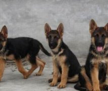 保山腾冲德牧出售狗场德国牧羊犬常年出售