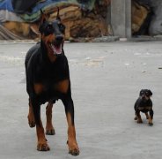 楚雄大姚杜宾犬出售大姚狗场常年繁殖杜宾犬