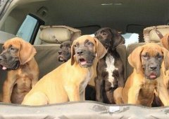 云南腾冲本地哪里有大丹犬卖狗场大丹犬常年出售