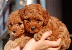 楚雄双柏狗场常年卖泰迪犬纯种泰迪犬