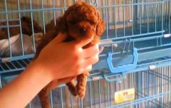 大理南涧泰迪犬南涧狗场常年卖纯种泰迪犬