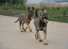 绿春镇康昆明犬镇康狗场常年卖纯种昆明犬