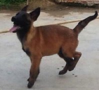 曲靖陆良马犬陆良狗场常年卖马犬马犬价格