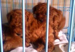 曲靖马龙泰迪犬纯种泰迪犬价格狗场泰迪犬常年出售