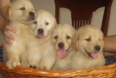 华坪卖狗的地方 本地名犬养殖场出售纯种金毛幼犬