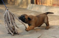 文山马关哪里有马犬卖狗场常年卖纯种马犬