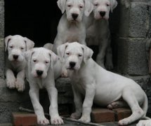 楚雄元谋狗场常年卖杜高犬纯种杜高犬