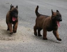 马犬纯种马犬师宗马犬狗场常年卖马犬