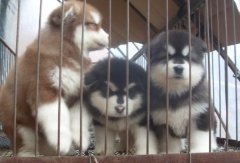 澜沧凤庆卖狗凤庆狗场常年卖阿拉斯加幼犬