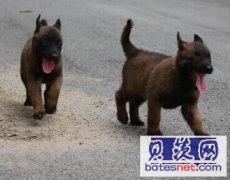 保山腾冲狗场常年出售纯种马犬马犬聪明好训练