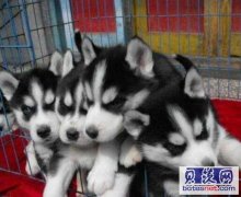 曲靖师宗哈士奇师宗狗场常年出售哈士奇