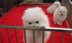 曲靖师宗卖狗师宗狗场常年卖纯种博美犬